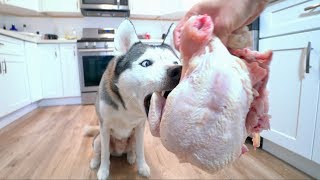 Husky vs Whole Raw Chicken for Thanksgiving! (ASMR)