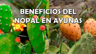 Beneficios del Nopal en Ayunas - Por que es bueno el Nopal en Ayunas