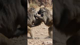 Mi Viral Short Video