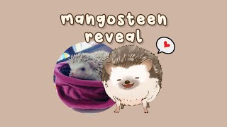 【yiikesityuii】mangosteen! he's real??【stream clips】