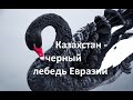 Протесты в Казахстане - черный лебедь Евразии. Павел Щелин о борьбе в Центральной Азии