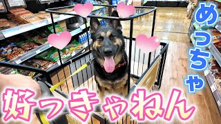 Download Lagu My Dog Gives the Biggest Smile Every Time We Go to the Pet Aisle 😂 MP3 Download Lagu My Dog Gives the Biggest Smile Every Time We Go to the Pet Aisle 😂 MP3