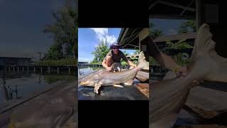 BiG CatFisH ! 🇬🇧 Angler #bkkfishingtour #bkkguy #bigfish #fishing #fish #mekongcatfish