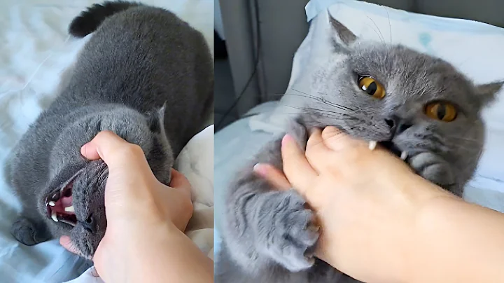 Video 10819601: british shorthair cat fight, gray british shorthair cat, cat british shorthair playing