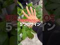 【気づいてあげて!】観葉植物が枯れる前のSOS☝️#植物大好き #植物のある暮らし #観葉植物 #水やり