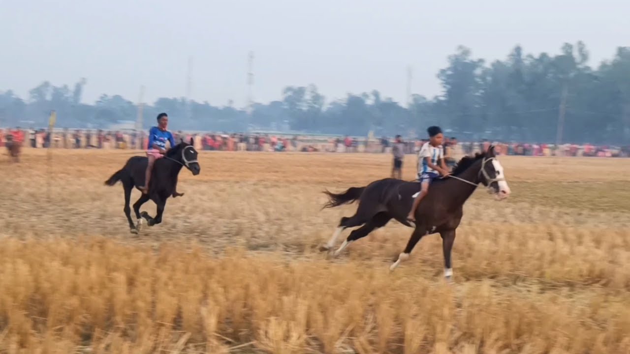 Greatest Horse Racing Competition। ঘোড়দৌড় প্রতিযোগিতা