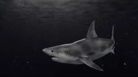 blender 2.80 great white shark animation