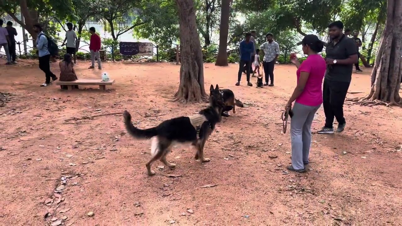 Watch This Smart German Shepherd Crush the Fetch Game at Hyderabad Dog Park! 