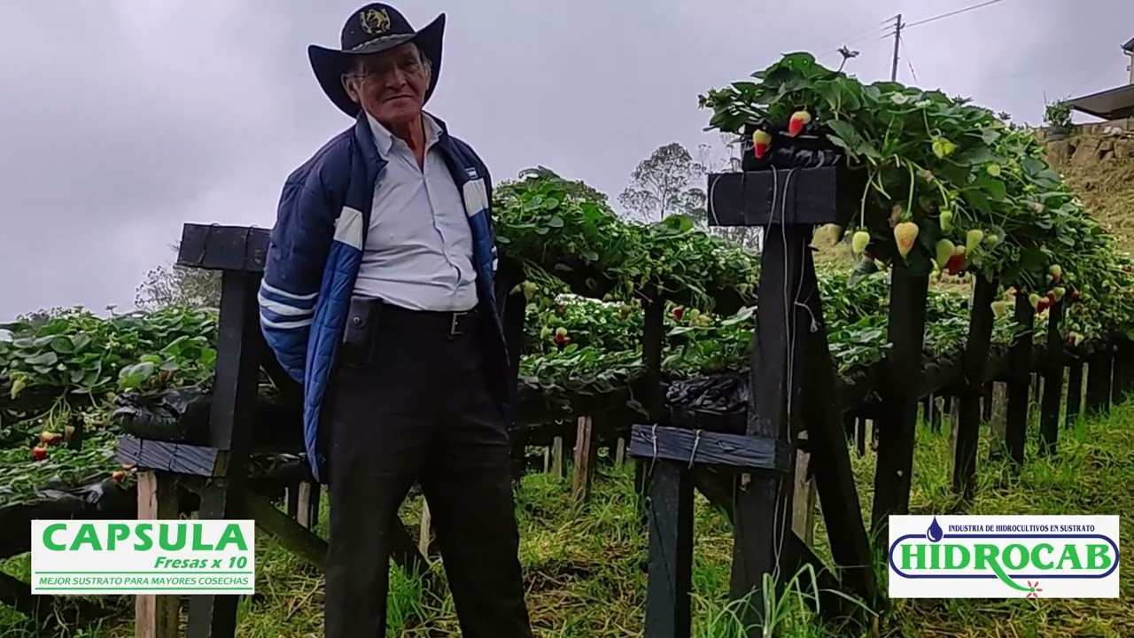 clientes satisfechos con nuestro sistema hidroponico hidrocab capsula para fresas