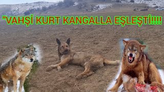 Trde İlk Kizil Renkli̇ Kurdu Çoban Köpekleri̇ Pusuya Düşürüp Boğdular 