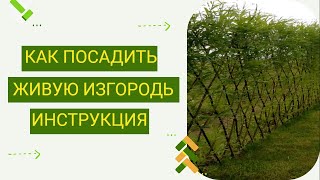 видео: Простая инструкция по плетению изгороди из ивы. Сможет каждый! картинка: Простая инструкция по плетению изгороди из ивы. Сможет каждый!