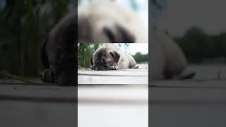 Cute Puppy Sleeping Video - Puppies #puppy #puppies #doglover