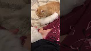 American Curl Loki from Rose and Hektar by Procurl Harem 40 views 4 years ago 1 minute, 3 seconds
