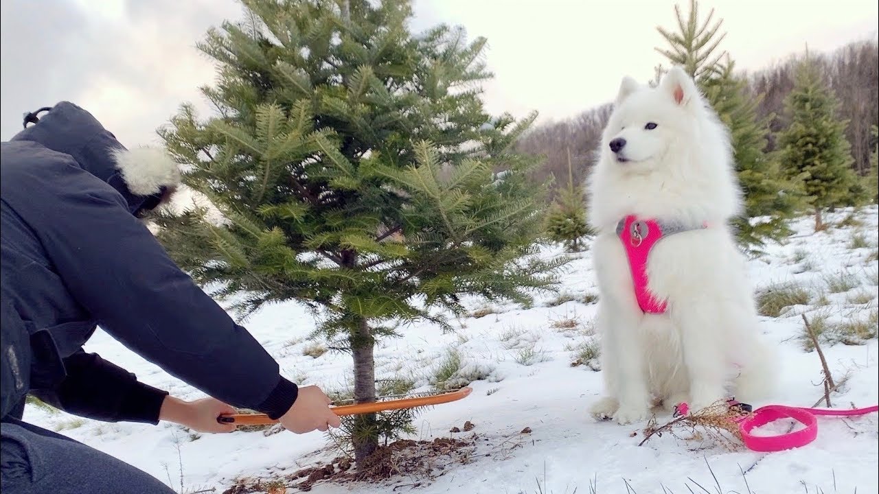 크리스마스 트리 자르러 산책 다녀왔어요