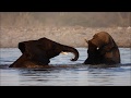 Etosha National Park (Namibia) 2019 - Our Wildlife Highlights in a short HD Film