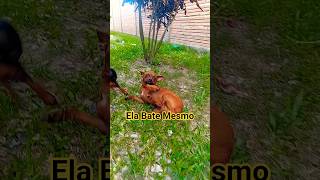 Apanhei dela por Nada kkkkk#amordepet #pinsher #sextou obrigada por assistir