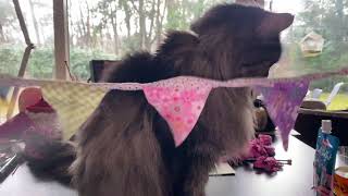 Download Lagu #3397 Koffiepraatjes en theeleutjes bij #MAAKHETMETMIRANDA MP3