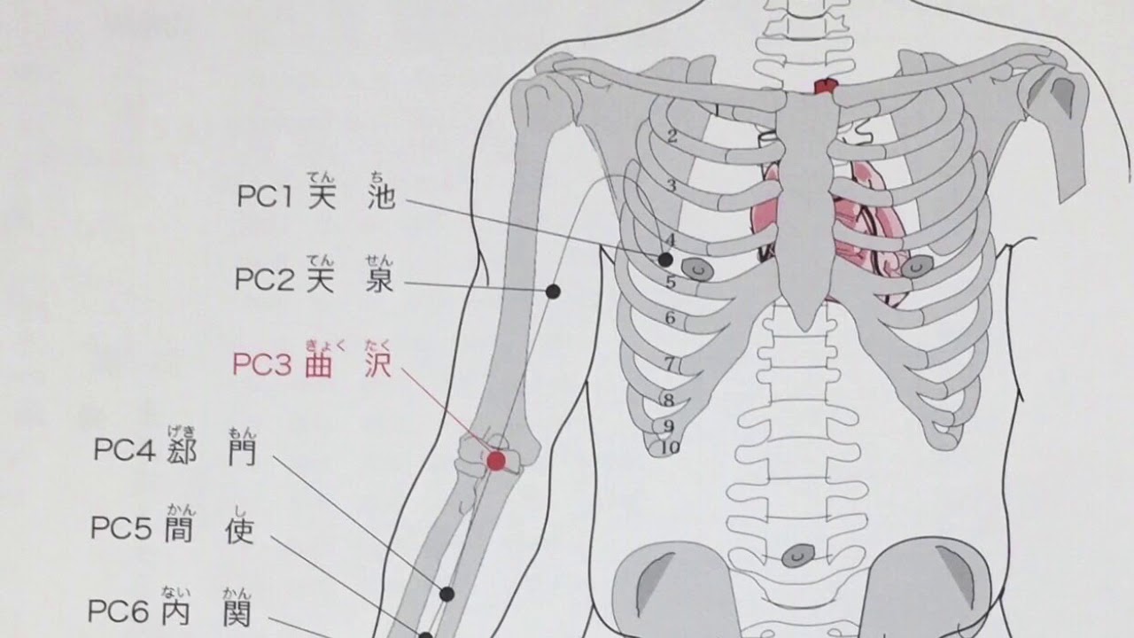 上肢の横並び | 鍼灸 国家試験