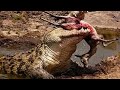 Animal Documentary National Geographic CROC ZILLA, The King of Crocodiles