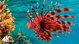 Underwater wonders of the Red Sea - Coral reef world (12 hours)