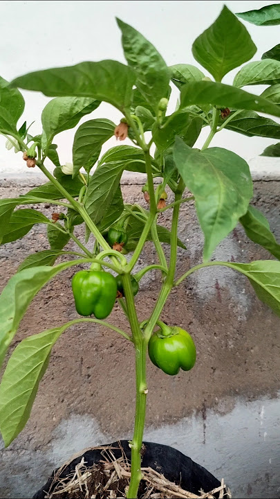Pupuk pencegah kerontokan bunga dan buah. #visitani #paprika