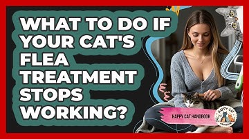 What To Do If Your Cat