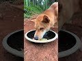 This Little Dog рџђ Has His Meat Stolen рџЌ And Has Nothing To Eat Foryou This Little Dog рџђ Has His Meat Stolen рџЌ And Has Nothing To Eat Foryou