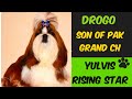 #Shorts || Drogo in Peshawer || Son Of Pakistan Grand Champion Yulvis Rsing Star || Shih tzu