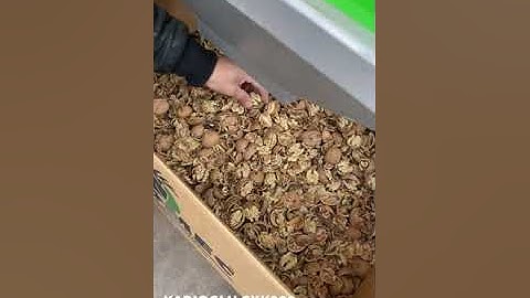 Walnut Cracking Machine with Integrated Calibrator