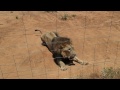 Lion jumps at feeding time, Na'an Ku Se wildlife sanctuary