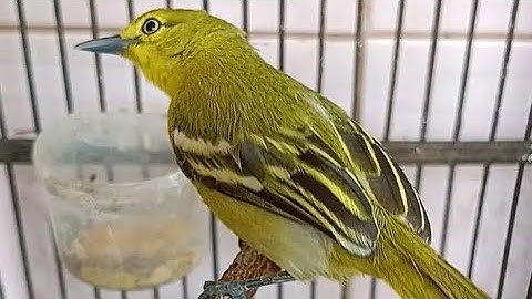 Cara Cepat Melatih Burung Sirtu Makan Voer!!!