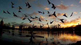 Lake, sunset - birds flying to the camera - gopro (1080p)
