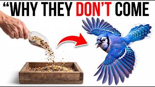 Why Birds Don’t Come to Your Backyard (10 Mistakes Almost Everyone Makes Without Realizing It)