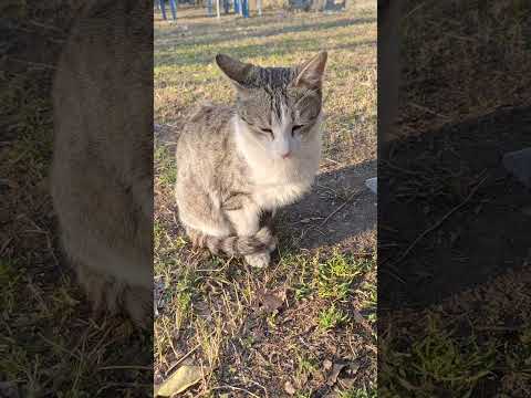 This Cute Cat is so charming