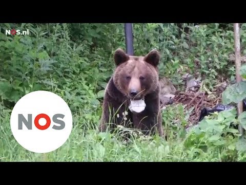 Video: Waarom Zijn Beren Dichter Naar Steden In Siberië Verhuisd?