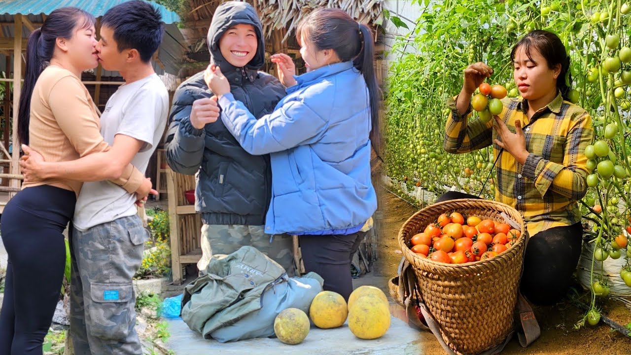 Сбор помидоров на продажу. Любовь Линь к Дэну | Жизнь Линь