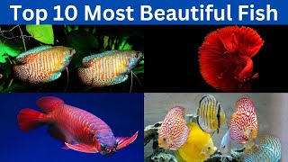Top 10 most beautiful fish in the world by TOP 10 239 views 10 months ago 8 minutes, 18 seconds