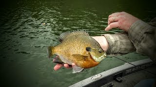 Finding Spring Bluegills (Quickly)