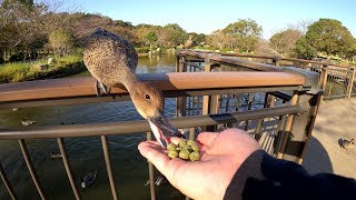 【番外編】手からエサを食べるカモが可愛すぎる