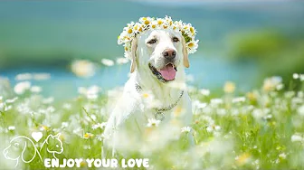 Top Funny and Cute Dog Moments, Relaxing Music For Dogs