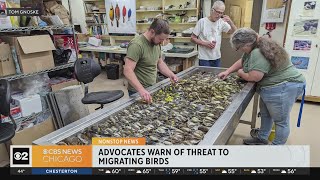 Advocates warn of threat to migrating birds