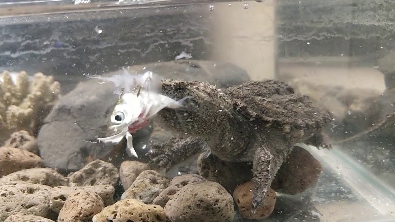 Florida Snapping Turtle eating fish! - YouTube
