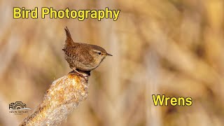 How to Photograph Wrens