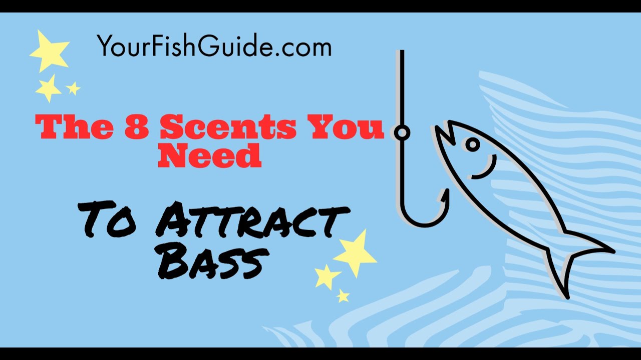 The 8 Scents You Need To Attract Bass While Fishing YouTube