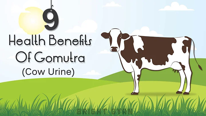 9 AYURVEDIC HEALTH BENEFITS OF GOMUTRA (COW URINE)