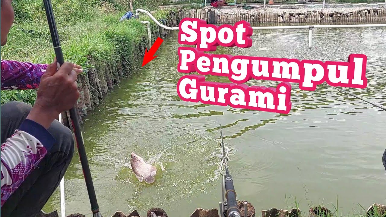 Dengan Cara Ini Gurami akan Ngumpul  ‼️ Tips Mancing Gurami