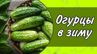 ОГУРЦЫ: РЕЦЕПТ СОЛЕНИЙ В ЗИМУ