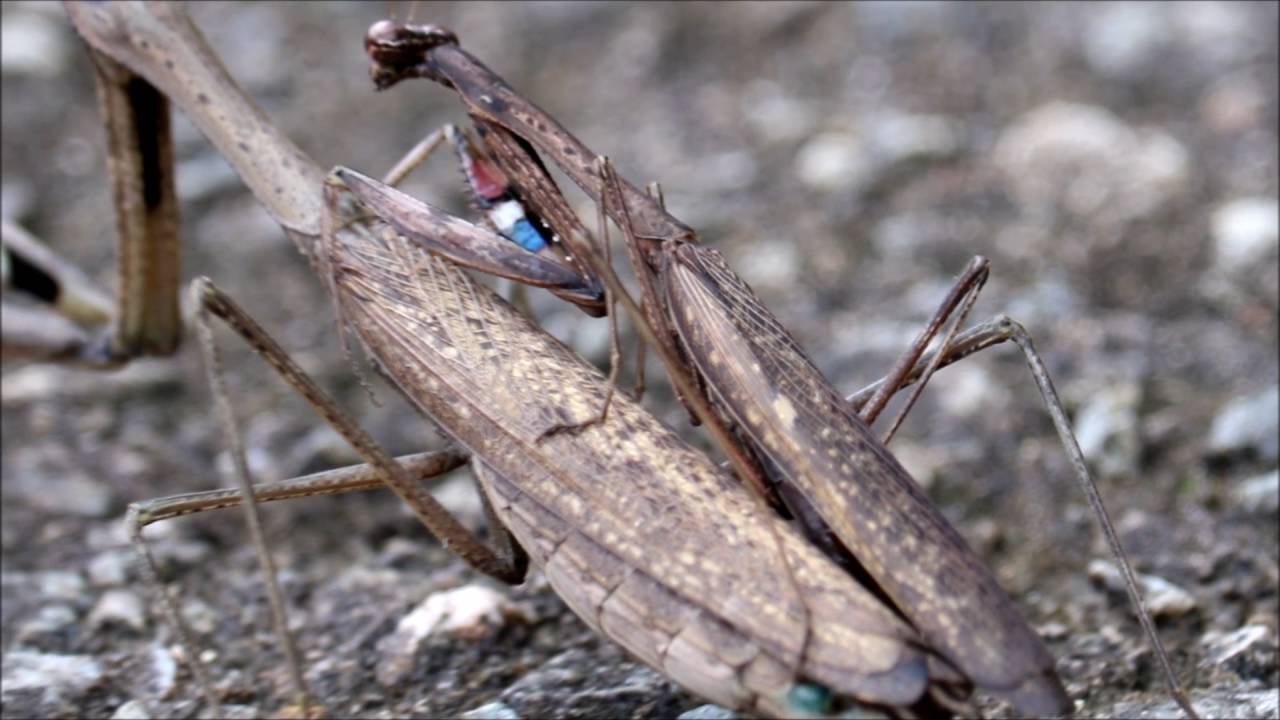 茶色のカマキリ交尾 コカマキリinsects Youtube