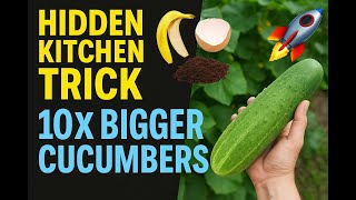 “The Hidden Kitchen Trick That Grows 10X Bigger Cucumbers Than Chemicals 🥒🚀”