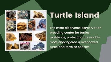 Turtle Island – Saving the World’s Most Endangered Turtles